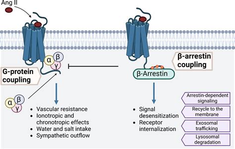 beta arrestin|β .
